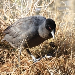 Fulica atra (Eurasian Coot) at Fyshwick, ACT - 13 Sep 2023 by JimL