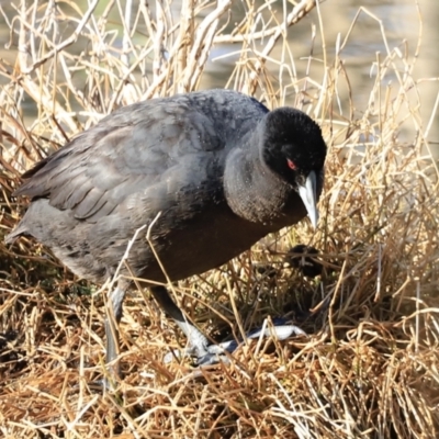 Fulica atra (Eurasian Coot) at Fyshwick, ACT - 14 Sep 2023 by JimL