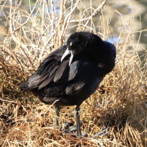 Fulica atra at Fyshwick, ACT - 14 Sep 2023 08:24 AM