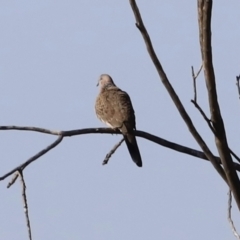 Spilopelia chinensis (Spotted Dove) at Jerrabomberra Wetlands - 13 Sep 2023 by JimL