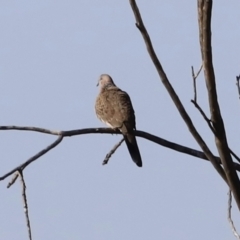 Spilopelia chinensis (Spotted Dove) at Fyshwick, ACT - 13 Sep 2023 by JimL