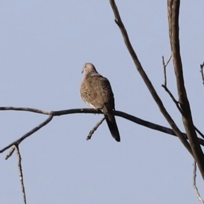 Spilopelia chinensis (Spotted Dove) at Fyshwick, ACT - 13 Sep 2023 by JimL