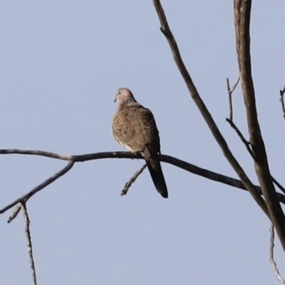 Spilopelia chinensis (Spotted Dove) at Fyshwick, ACT - 14 Sep 2023 by JimL