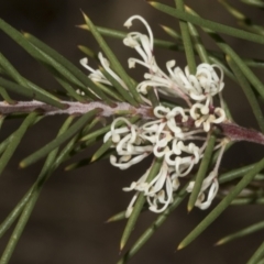 Hakea decurrens subsp. decurrens (Bushy Needlewood) at Bruce, ACT - 14 Sep 2023 by AlisonMilton