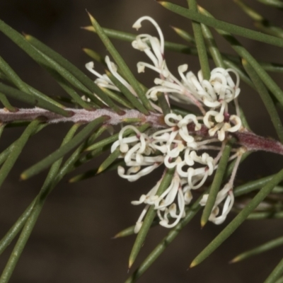 Hakea decurrens subsp. decurrens (Bushy Needlewood) at Bruce, ACT - 14 Sep 2023 by AlisonMilton