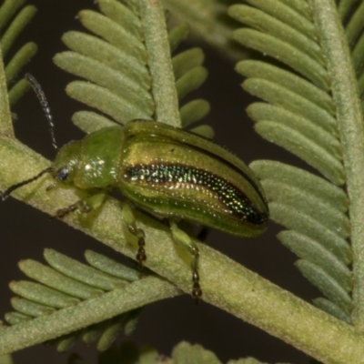 Calomela juncta (Leaf beetle) at Bruce, ACT - 14 Sep 2023 by AlisonMilton