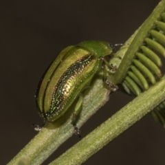 Calomela juncta at Bruce, ACT - 14 Sep 2023 11:11 AM