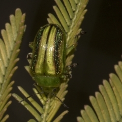 Calomela juncta at Bruce, ACT - 14 Sep 2023 11:11 AM