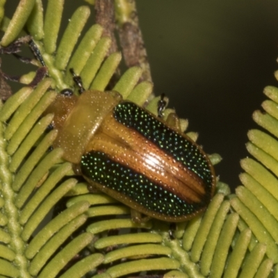 Calomela parilis (Leaf beetle) at Bruce, ACT - 14 Sep 2023 by AlisonMilton