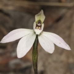 Caladenia fuscata (Dusky Fingers) at Gossan Hill - 14 Sep 2023 by AlisonMilton