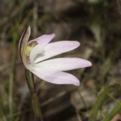 Caladenia fuscata at Bruce, ACT - suppressed