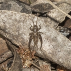 Eurepa marginipennis (Mottled bush cricket) at Bruce, ACT - 14 Sep 2023 by AlisonMilton