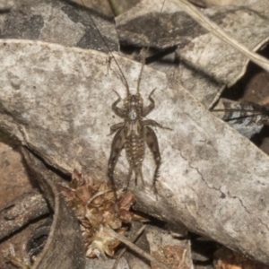 Eurepa marginipennis at Bruce, ACT - 14 Sep 2023 11:33 AM