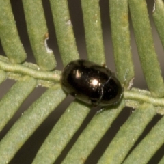 Ditropidus sp. (genus) (Leaf beetle) at Bruce, ACT - 14 Sep 2023 by AlisonMilton