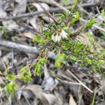 Cryptandra amara (Bitter Cryptandra) at Bruce, ACT - 14 Sep 2023 by lyndallh