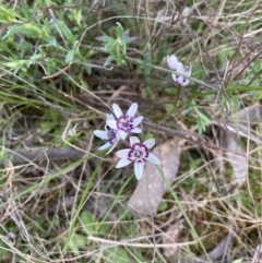 Wurmbea dioica subsp. dioica (Early Nancy) at Bruce, ACT - 14 Sep 2023 by lyndallh