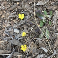 Goodenia hederacea subsp. hederacea (Ivy Goodenia, Forest Goodenia) at Gossan Hill - 14 Sep 2023 by lyndallh