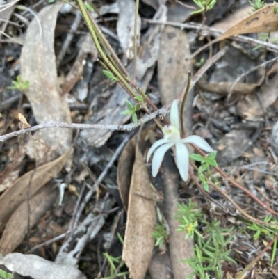 Caladenia fuscata (Dusky Fingers) at Bruce, ACT - 14 Sep 2023 by lyndallh