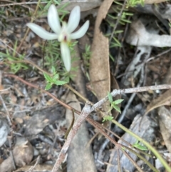 Caladenia fuscata at Bruce, ACT - suppressed