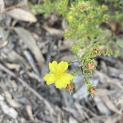 Hibbertia calycina (Lesser Guinea-flower) at Bruce, ACT - 14 Sep 2023 by lyndallh