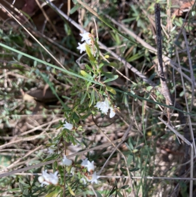 Cryptandra amara (Bitter Cryptandra) at Flea Bog Flat, Bruce - 10 Sep 2023 by lyndallh