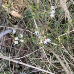 Cryptandra amara at Bruce, ACT - 10 Sep 2023