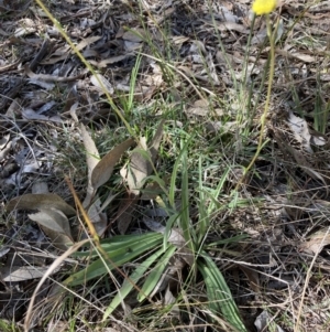 Craspedia variabilis at Bruce, ACT - suppressed