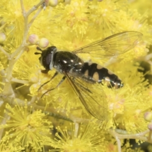 Melangyna viridiceps at Scullin, ACT - 20 Aug 2023