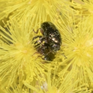 Ditropidus sp. (genus) at Scullin, ACT - 20 Aug 2023