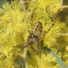 Salsa fuliginata (Sooty Orb-weaver) at Scullin, ACT - 20 Aug 2023 by AlisonMilton