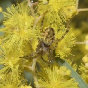 Salsa fuliginata at Scullin, ACT - 20 Aug 2023 10:05 AM