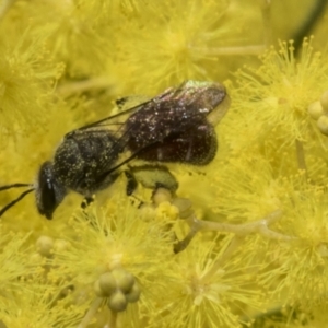 Lasioglossum (Parasphecodes) sp. (genus & subgenus) at Scullin, ACT - 20 Aug 2023