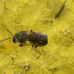 Lasioglossum (Parasphecodes) sp. (genus & subgenus) at Scullin, ACT - 20 Aug 2023