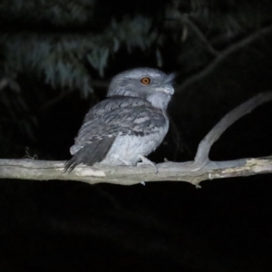 Podargus strigoides at Narrabundah, ACT - 14 Sep 2023