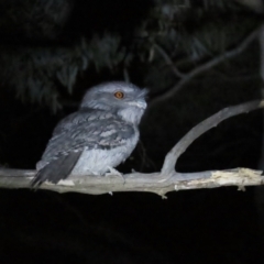 Podargus strigoides at Narrabundah, ACT - 14 Sep 2023