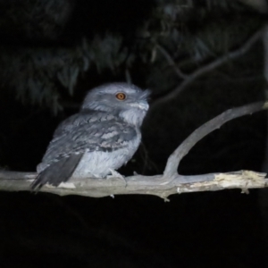 Podargus strigoides at Narrabundah, ACT - 14 Sep 2023