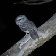 Podargus strigoides at Narrabundah, ACT - 14 Sep 2023