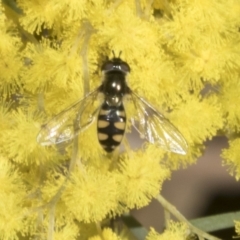 Melangyna viridiceps (Hover fly) at Scullin, ACT - 20 Aug 2023 by AlisonMilton