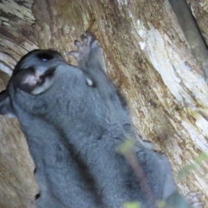 Petaurus notatus at Narrabundah, ACT - 14 Sep 2023