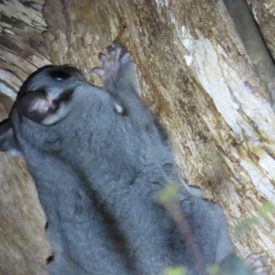 Petaurus notatus (Krefft’s Glider, Sugar Glider) at Narrabundah, ACT - 14 Sep 2023 by BenW