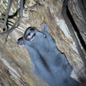 Petaurus notatus at Narrabundah, ACT - 14 Sep 2023