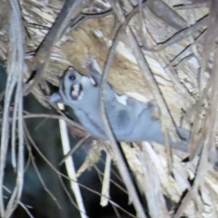 Petaurus notatus at Narrabundah, ACT - 14 Sep 2023