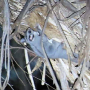 Petaurus notatus at Narrabundah, ACT - 14 Sep 2023