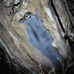 Petaurus notatus at Narrabundah, ACT - 14 Sep 2023