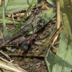 Myrmecia nigriceps at Scullin, ACT - 20 Aug 2023