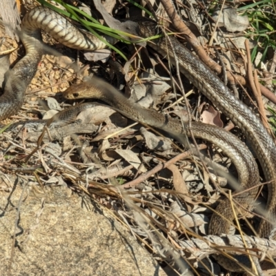 Pseudonaja textilis (Eastern Brown Snake) at Chapman, ACT - 14 Sep 2023 by HelenCross