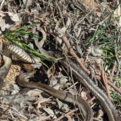 Pseudonaja textilis at Chapman, ACT - 14 Sep 2023