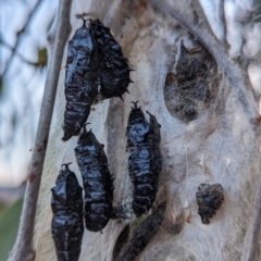 Delias harpalyce (Imperial Jezebel) at Tuggeranong, ACT - 14 Sep 2023 by HelenCross