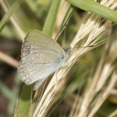 Zizina otis (Common Grass-Blue) at Higgins, ACT - 26 Nov 2022 by AlisonMilton
