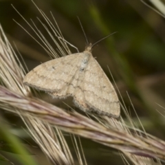 Scopula rubraria (Reddish Wave, Plantain Moth) at Higgins, ACT - 27 Nov 2022 by AlisonMilton